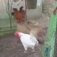 مرغ تخمگذار وخروس|حیوانات مزرعه|فامنین, |دیوار