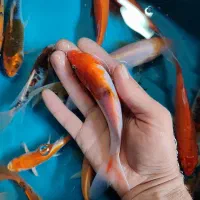 پک ۲۵ عددی ماهی کوی|ماهی|خمینی‌شهر, |دیوار