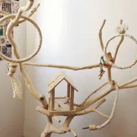 درختچه تزیینی طوطی