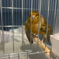 قناری نر بخون|پرنده|خلخال, |دیوار