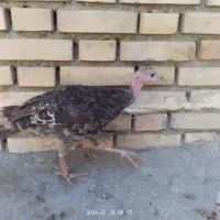 بوقلمون برنز نر