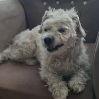 گمشد.صاحبش با مدرک بیاد تحویل بگیره