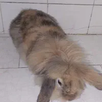 خرگوش خوشگل ناز|موش و خرگوش|اصفهان, جاوان|دیوار