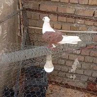 نر شو سرخ خالسیاه