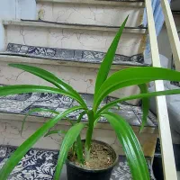 گل سوسن عنکبوتی