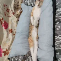 گربه خوشگل