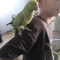 طوطی،کبوتر