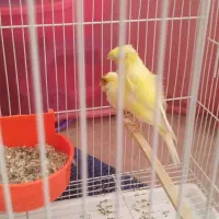 قناری جفت به شرط جوجه چهار تخم|پرنده|مشهد, امامیه (شهرک غرب)|دیوار