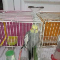 عروس هلندی سالم سخنگو