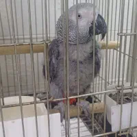 جوجه کاسکو حلقه پا رام دستی ۹ماهه ۲۰کلام