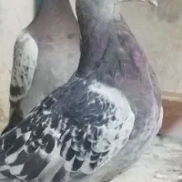 پولک