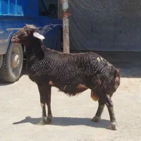 قوچ افشار گوسفند بره نر میش