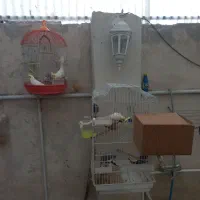 عروس هلندی