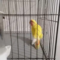 جوجه کوتوله