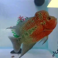 ماهی فلاور هورن نر سایز کف دست