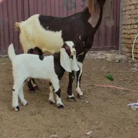 یک راس بزوبزغاله دار