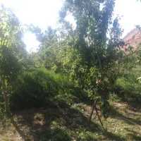 باغ فروشی سدکارده