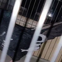 کفتر سینه سیاه|پرنده|شیراز, مسلم|دیوار