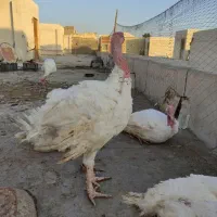 بوقلمون گوشتی