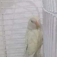 طوطی برزیلی و جوجه سرلاکی عروس هلندی|پرنده|اسلامشهر, شهرک قائمیه|دیوار