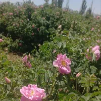 باغ گل محمدی