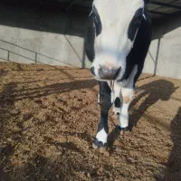 تلیسه|حیوانات مزرعه|مود, |دیوار