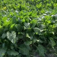 ۲ هکتار زمین دهقانی برای کاشت گوجه فرهنگی