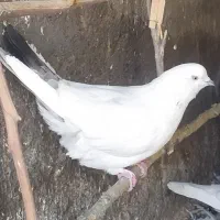 دم سبز آس و روبرا