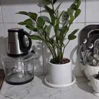 گل زامفولیا