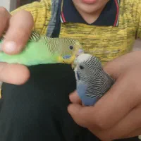 مرغ عشق نیمه دستی|پرنده|برخوار, |دیوار