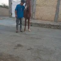 نریان امیدیه