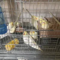 عروس هلندی