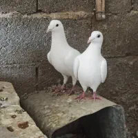 پرنده کفتر|پرنده|صدرا-فارس, فاز ۱|دیوار