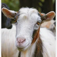شیر بز  پرچرب