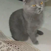 سه گربه اسکاتیش بلو و بلو پوینت|گربه|تهران, استاد معین|دیوار