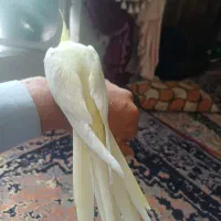 فروش عروس هلندی|پرنده|شیراز, دروازه قران|دیوار
