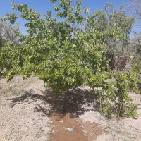 باغ میوه