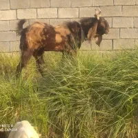 بعده نر افغانی اصل|حیوانات مزرعه|شوشتر, |دیوار