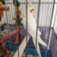 عروس هلندی لوتینو