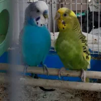 یک جفت مرغ عشق