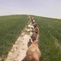 کود‌حیوانی‌فروش
