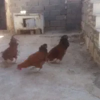 سه عدد خروس کوردی سالم|حیوانات مزرعه|حمیل, |دیوار