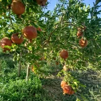 باغچه خدیجه خاتون