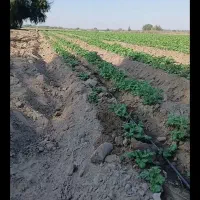 اجاره زمین کشاورزی قطره ای موتورش دانگ