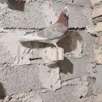 کبوترمعمولی