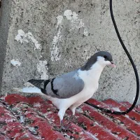 دو عدد بدرنگ مغلف