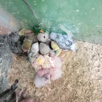 عروس هلندی فنچ سره مرغ عشق قناری کفتر|پرنده|نجف‌آباد, گلدشت|دیوار