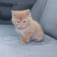 توله گربه بریتیش فروشی خیلی شیطون بازیگوش