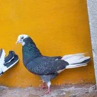 کبوتر غریب پرشی