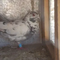 کفتر شهرستانی